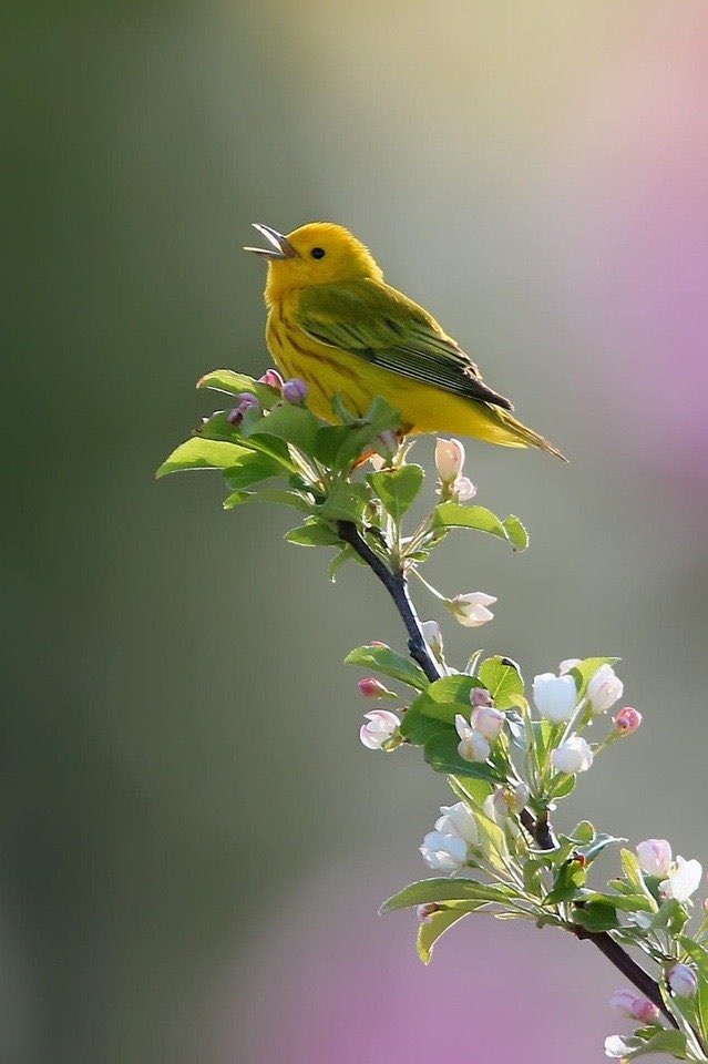 Perched on a twig 
A lonely bird 
Sings 
#JSHaikuCorner  #haikuchallenge #haiku