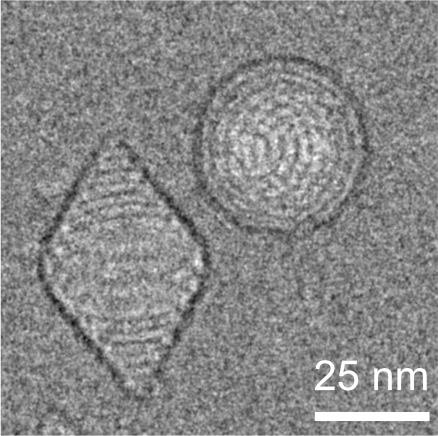 mikhailshapiro's tweet photo. Honey, we shrunk the #gasvesicles! 
Congrats to @bill_ling et al on a new class of Truly Tiny ultrasound agents with dimensions of ~60nm. They're small but mighty - producing ultrasound contrast, seeding therapeutic cavitation, and getting into tumors. https://t.co/kaTV7EtRrA https://t.co/QoM18V2IOq