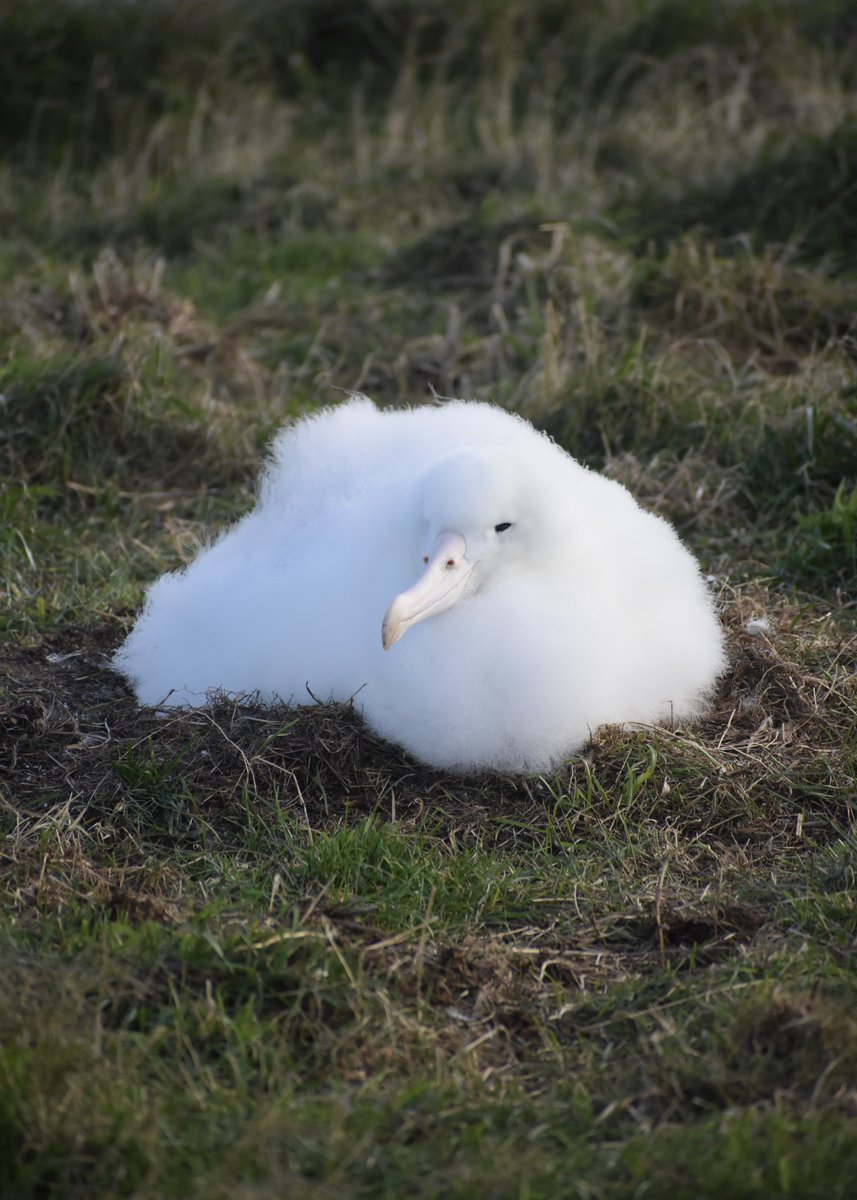Giant fluff ball says hi 👋🏼 

How can you not love this face? #albie 

📷 Laura Findlay