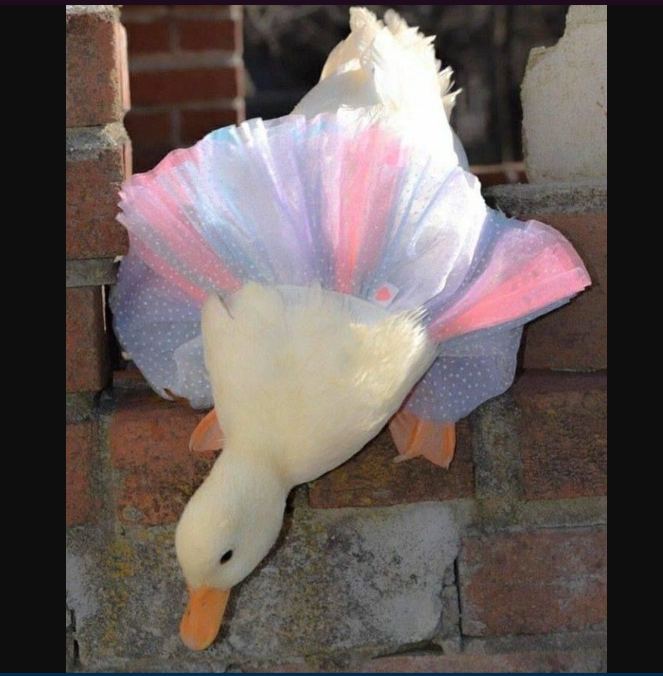 duck with tutu (❁´◡`❁)🌈✨