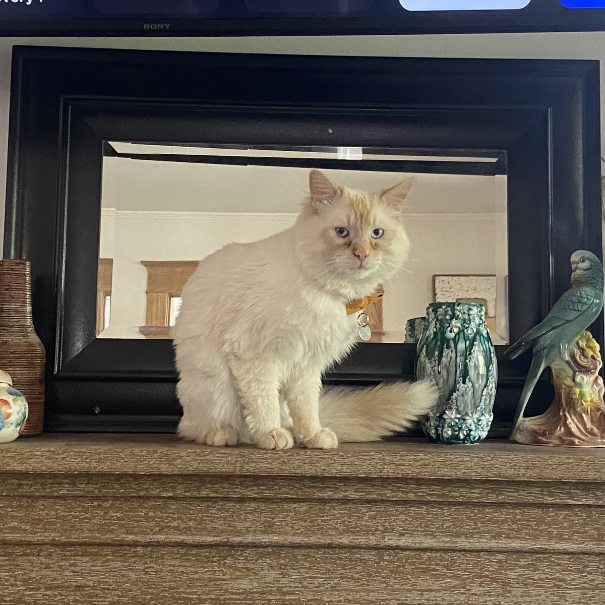 r10trat's tweet photo. Thread of my cats kin list: https://t.co/91DlWsIUAl