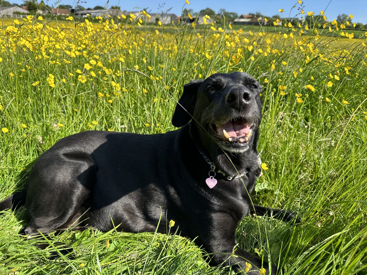 MadCowFudge's tweet photo. Forever in my #thoughts
Forever in my #dreams
#Sleep well my #angel
I will miss you with all my #heart
#titch #dream #longsleep
It’s a sad day today xxx https://t.co/e1StaV1KIw