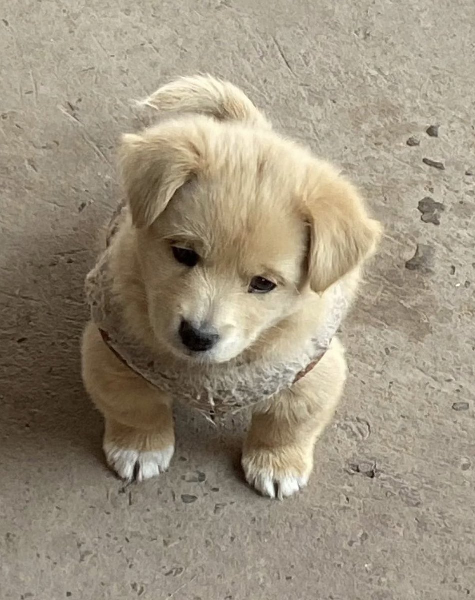 เราก้แค่ม๋า ที่แค่รอเวลาเทออยากเล่นด้วยเทอก็ค่อยมา