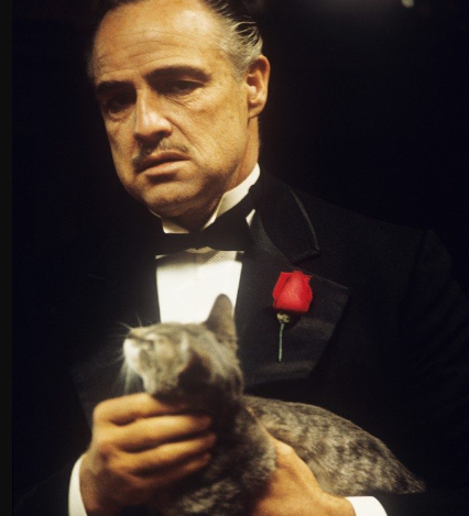RealGianniRusso's tweet photo. The cat in the opening scene of The Godfather was entirely unplanned. Coppola found the cat roaming around the studio and just handed him to Brando without saying a word. Brando improvised the rest...

#TheGodfather https://t.co/grEniE5Ldc