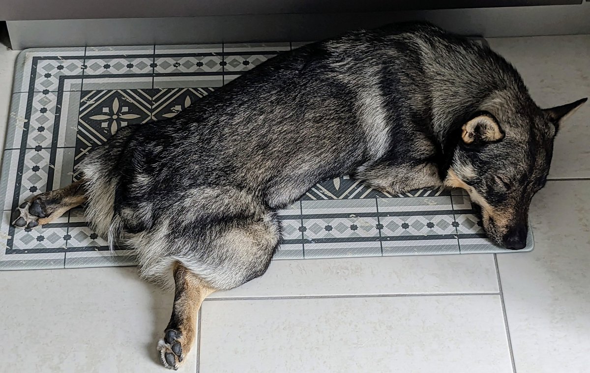 Torak_le viking tweet media