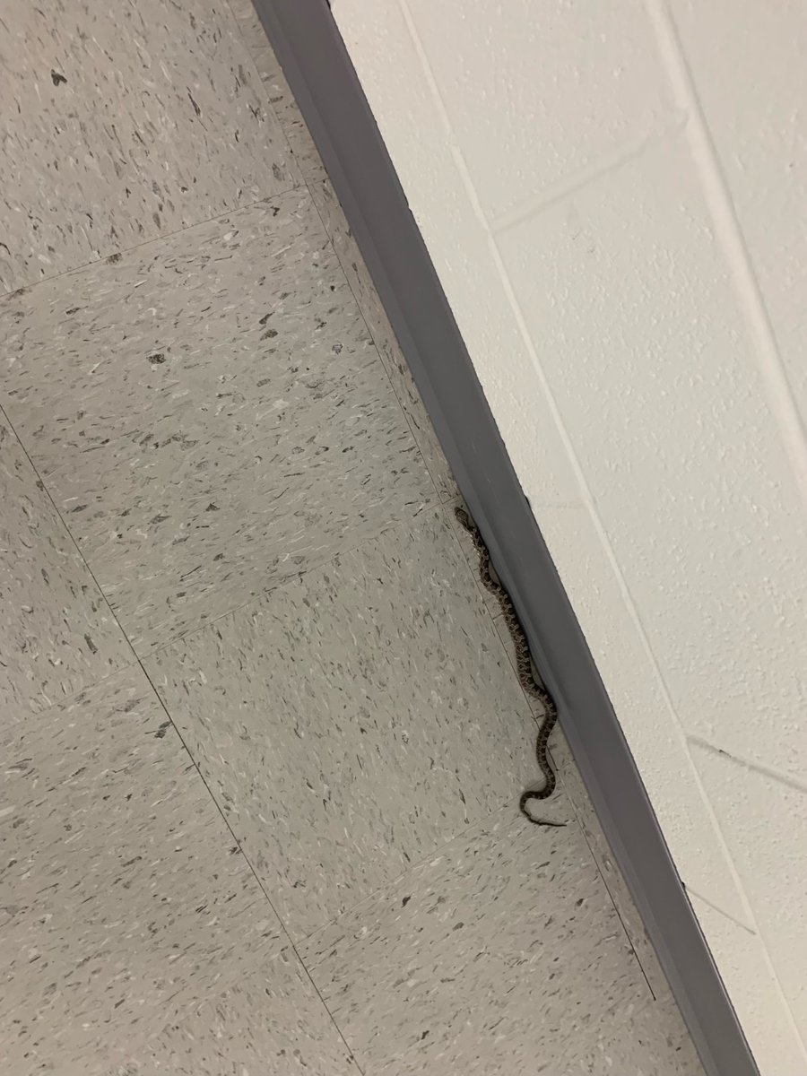 Even the wildlife is checking out the new wing at Meade. Can't wait for the rest of Mustang Nation to see it! <a href="/MeadeHSAACPS/">MeadeHSAACPS</a> <a href="/principal_durr/">Dr. Ryan Durr</a> @Daryl_E_Kennedy <a href="/AACountySchools/">AACPS</a>