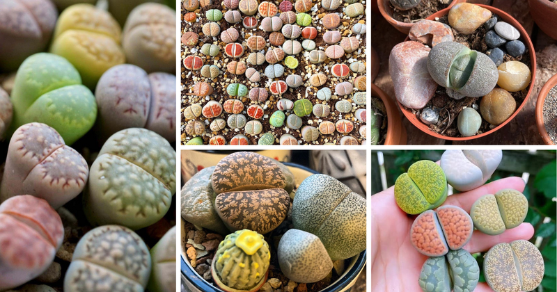 Succulents are known for their unique and captivating forms, but have you ever heard of succulents that look like rocks? These extraordinary plants, also known as living stones, mimic the appearance of stones and blend seamlessly into rock gardens.

asucculent.com/succulents-tha…