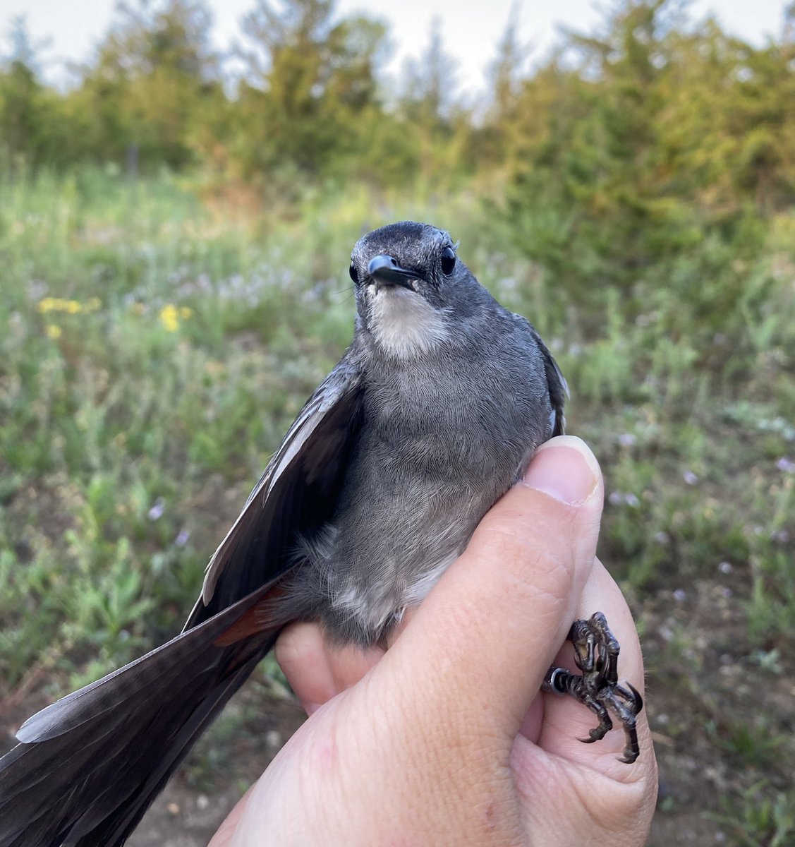 Have you seen this amazing “white-throated” Gray Catbird we caught at our Maple Cross station which is an NCC property?? 
This species doesn’t typically have any white - this is an anomaly called partial leucism. You can find out more and see more pics on our Instagram page!