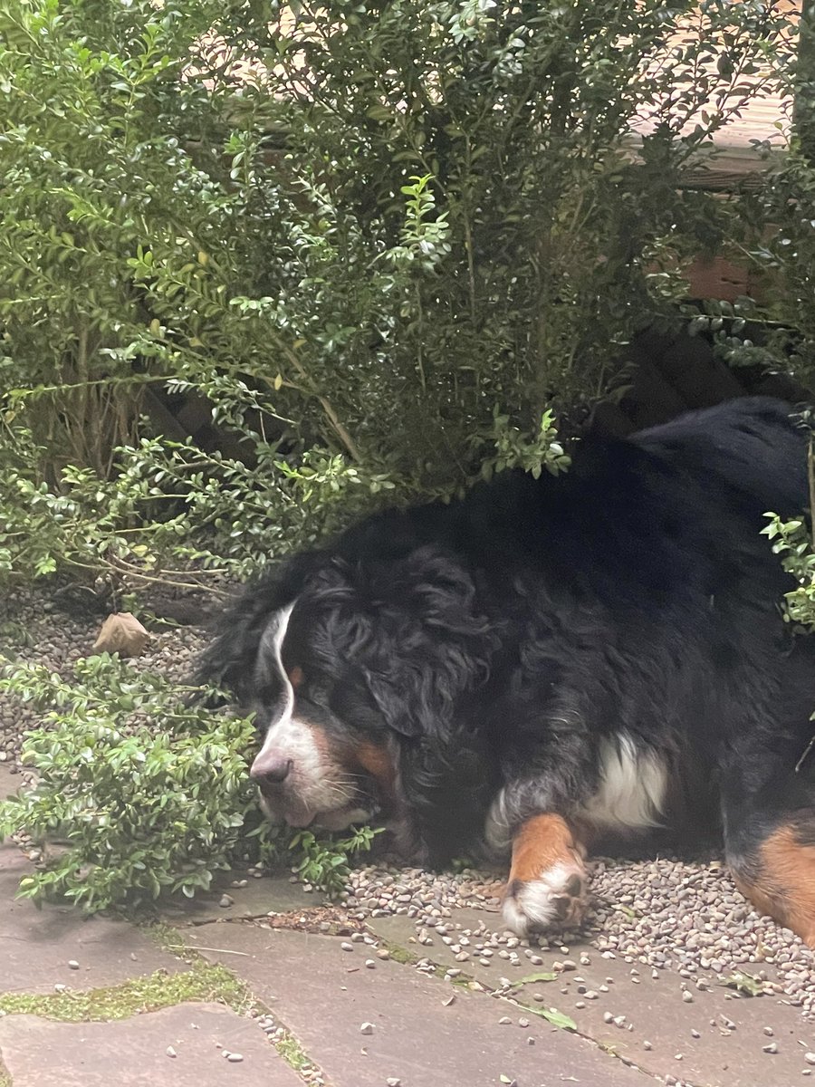 The boxwood branches make such good pillows! Dad does not agree!😄 #bernesemountaindog #WednesdayFeeling #DogsofTwittter #shrubbery