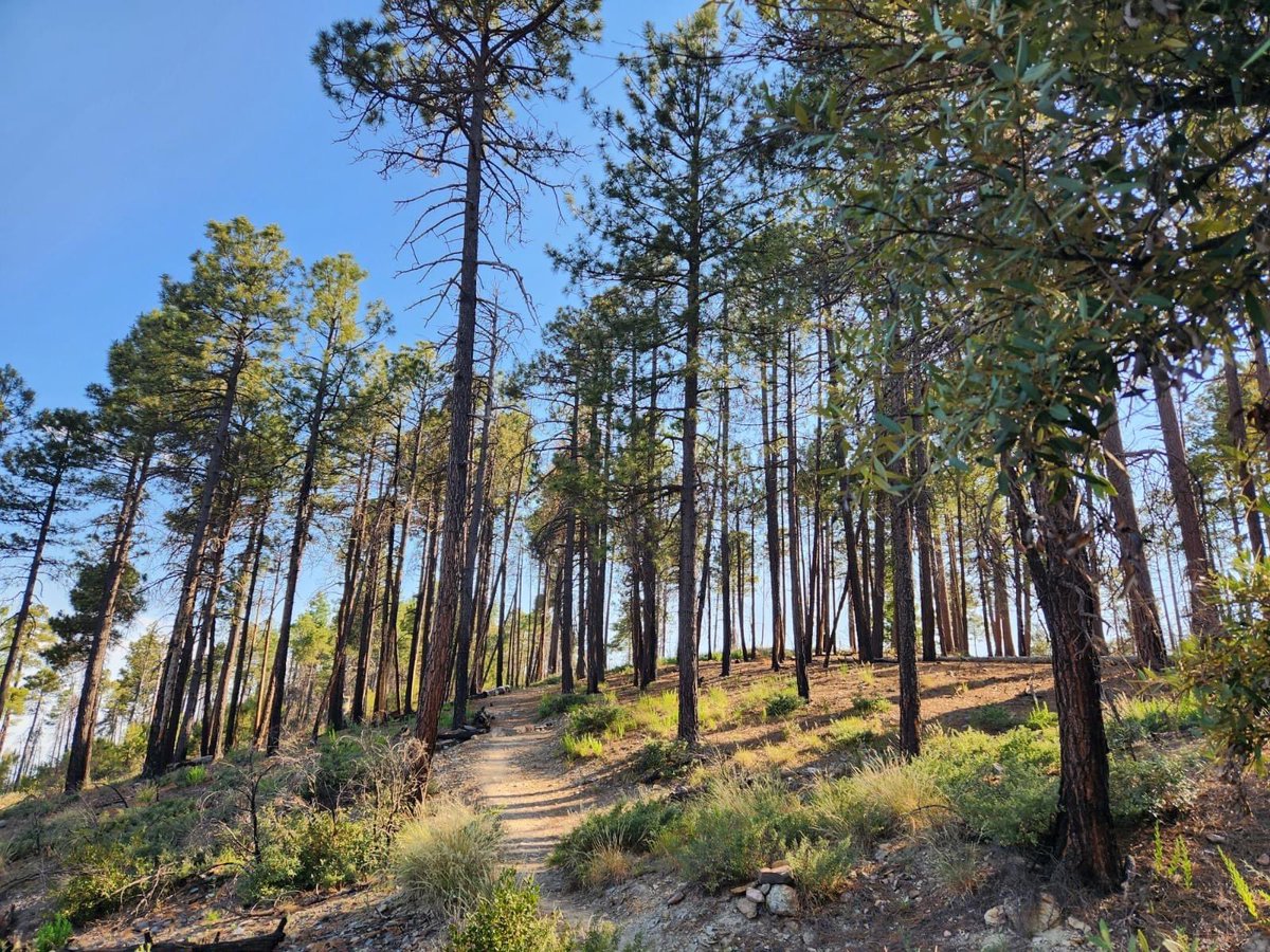 Meanwhile, 25 miles away from Tucson, Arizona we're enjoying our late afternoon hikes on Mt. Lemmon today with our furry friends and enjoying a high temperature of 80 degrees. #visittucson #mtlemmonaz