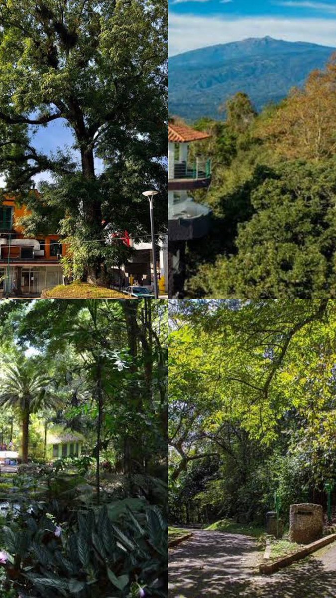 arodiorea's tweet photo. #Xalapa | #DiaMundialDelArbol 🌳

¿Y la reforestación para cuándo @ahuedricardo @AytoXalapa ?

Nada más tiran árboles y siembran especies a lo wey, aprendan de las generaciones pasadas que nos dejaron una ciudad verde y con agua. https://t.co/yvzk9Ci7j2