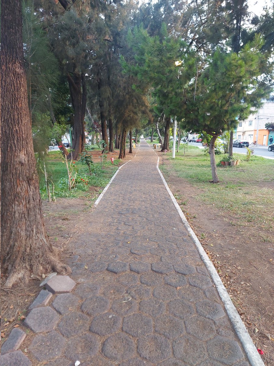 ILoboFe's tweet image. Arboles