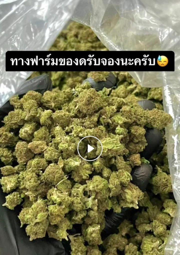 PiThx89340's tweet photo. #กัญชา #OGนอกแคนนาดา ราคาหมื่นกว่า วันนี้ ขีด1,200ครึ่งโล5800โล9700ไปต่อได้อีกเยอะ #ตัวใหย่เวริกุ๊ต900 #ตัวเล่ก800
#ชนมือกทม #บางกะปิ ก่อนจะหมด #เม้ดเมา #ดอกป๊อป #ปืน #ลูก38หันตัดกล่อง2000 รีบเลย ไอดีไลน์ kailp101 https://t.co/y4LaZifPZS