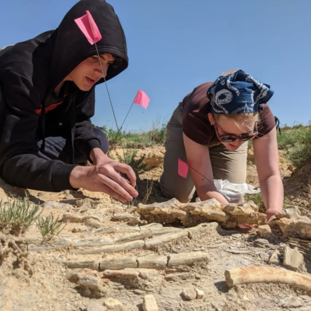 SternbergCamps's tweet image. Today our Cretaceous Seaway campers returned to a mosasaur site we visited on Monday to collect bones weathered out onto the surface. The group set up a grid, then systematically collected fossils after wrapping them in toilet paper for padding.