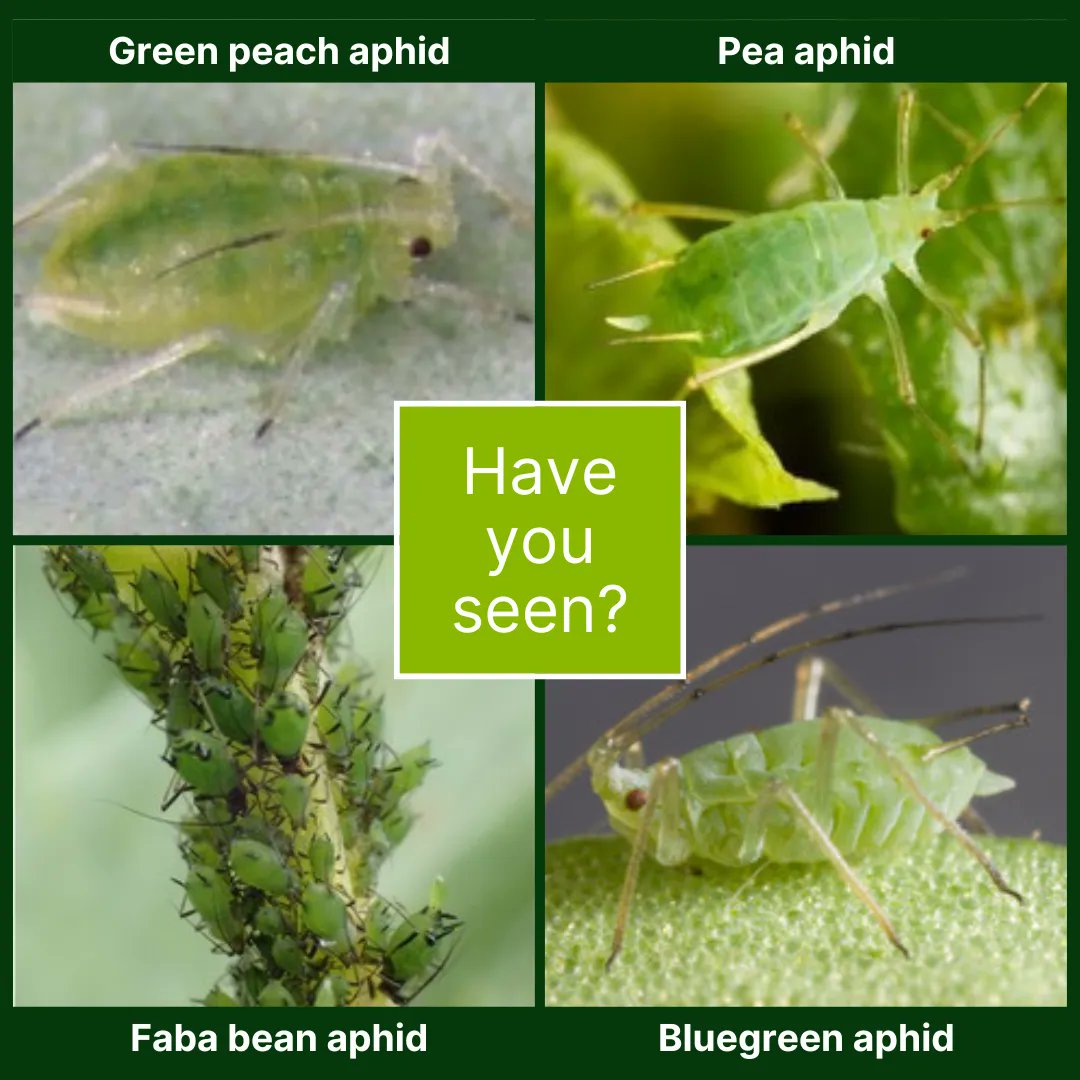 We're on an #aphid search.

If you've seen any of the below species, you can help our research by sending us samples.

🔍  green peach aphid
🔍  pea aphid
🔍  faba bean aphid
🔍  bluegreen aphid

See the full suite of species and instructions for sending: buff.ly/3CRiZpy