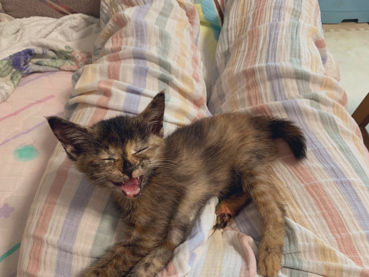 スーパーの入口で子猫保護しました。30分くらいで捕まって、そのままお家へ。飼い始めて2週間。トイレ1回も失敗なくて完璧！！梅雨の雨降りに拾ったので名前はつゆちゃん🐈🐾♀
 #子猫  #保護猫 #サビ猫   #我が家のアイドル   #つゆちゃん