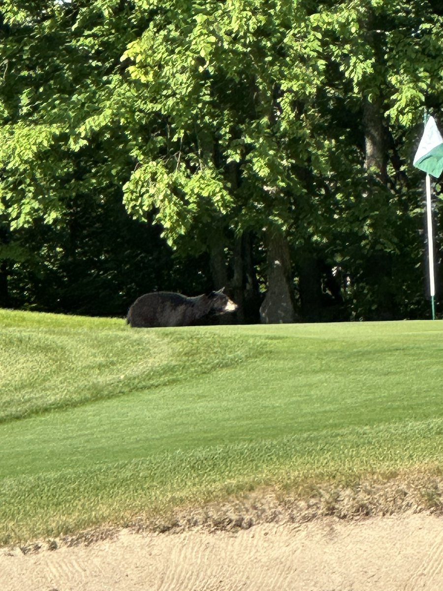 Dboike05's tweet photo. Think he/she wanted to go flag dancing! 🐻. https://t.co/d5glQi9SpL