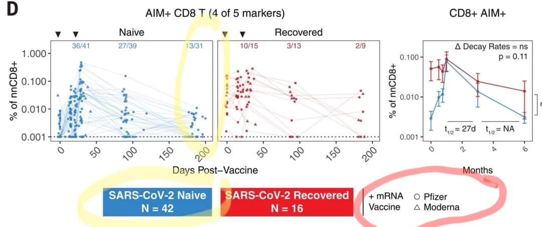 @VigilantFox Jabs reduce CD8 Tcells since 2021, making people susceptible to reinfection after reinfection 
science.org/doi/10.1126/sc…