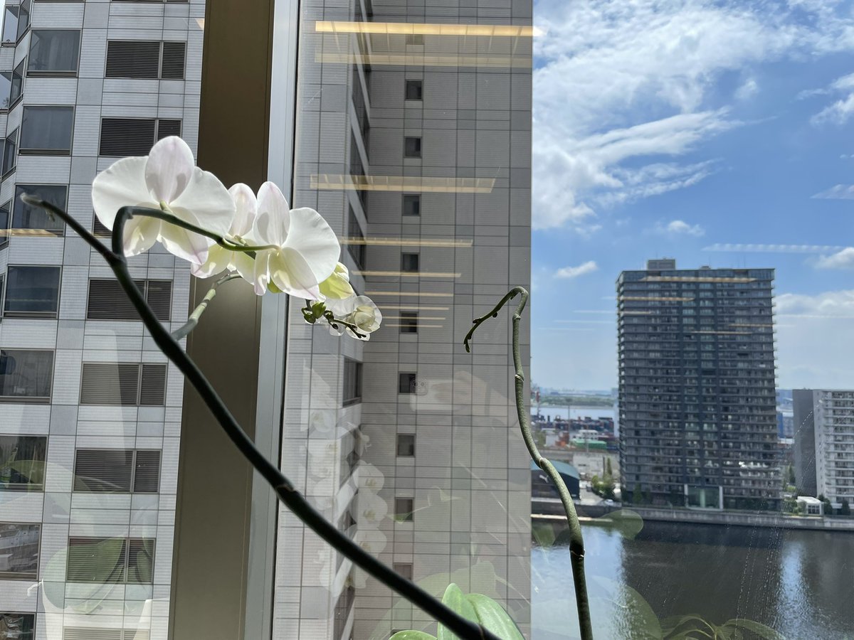 おはようございます！
現在の品川区の天気は晴れ🌤

#オフィスの胡蝶蘭の成長日記✏️
昨日は同期のご飯会でした✨
久々にたくさん話せて楽しかったです☺️🌟

本日もよろしくお願い致します！

#企業公式が毎朝地元の天気を言い合う 
#企業公式相互フォロー #企業公式春のフォロー祭り #相互フォロー