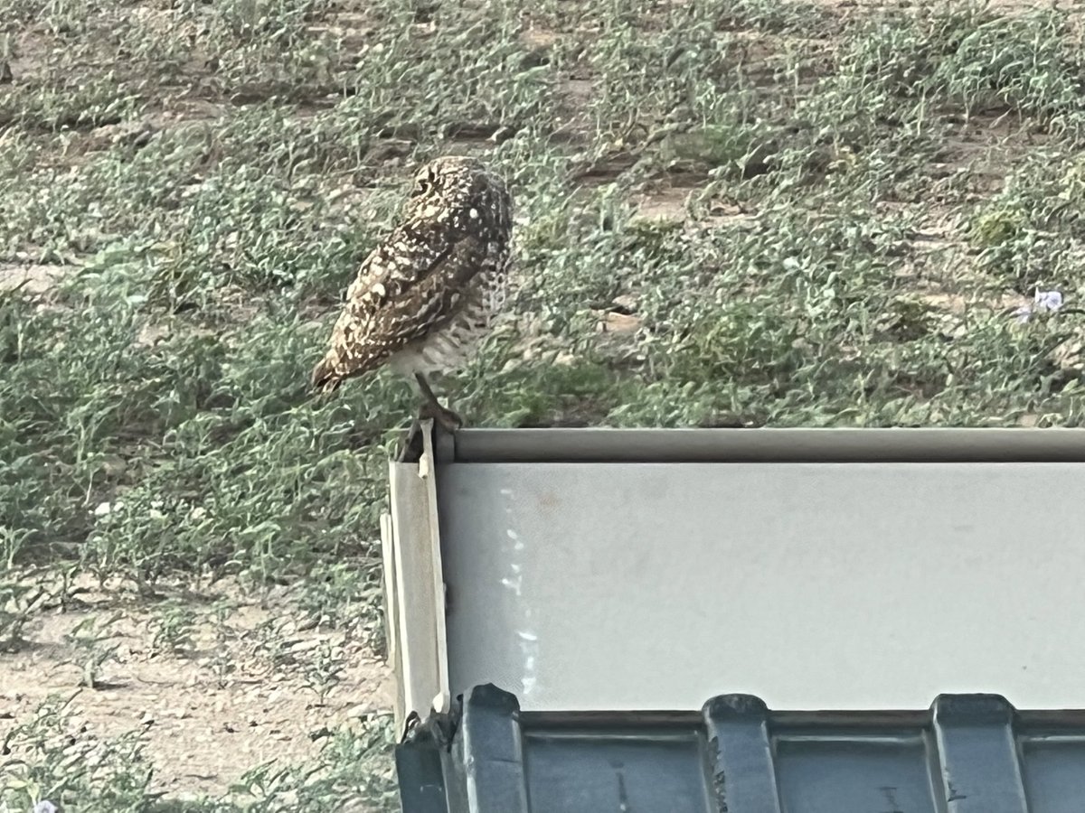 Hi #HaPCchat…Alan here after &gt;20yrs #HaPC career spanning TX, TN, FL, &amp; IL—yet still retaining a midwestern soul,  y’all 🤠😉

As for Intro Q…🤔

I look forward to celebrating friends, having great ice cream, &amp; watching my “backyard pets”—ie, prairie dogs + burrowing owls ⬇️