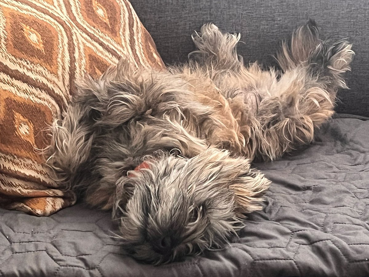 wpabakery's tweet photo. We are taking a break for the dog days of summer. We will be closed Thursday 6/29 - Thursday 7/7 so we can chil-lax like Freddie here!
Have a wonderful 4th of July and we’ll see you on the 8th! https://t.co/Sy6Jhl93IV