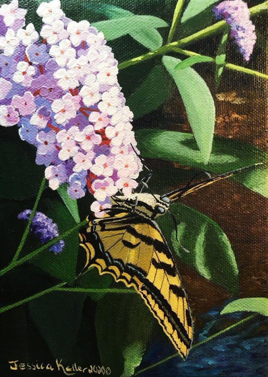 "Tiger Swallowtail Butterfly", acrylic on a 5"x7" canvas, framed. Available. 
etsy.com/shop/JessicaKe…

#art #butterfly #swallowtail #butterflybush #flowers #floral #artinfresno #fresnoartist #fresnoart #JessicaKellerArt #butterflypainting #butterflyart #Papiliorutulus