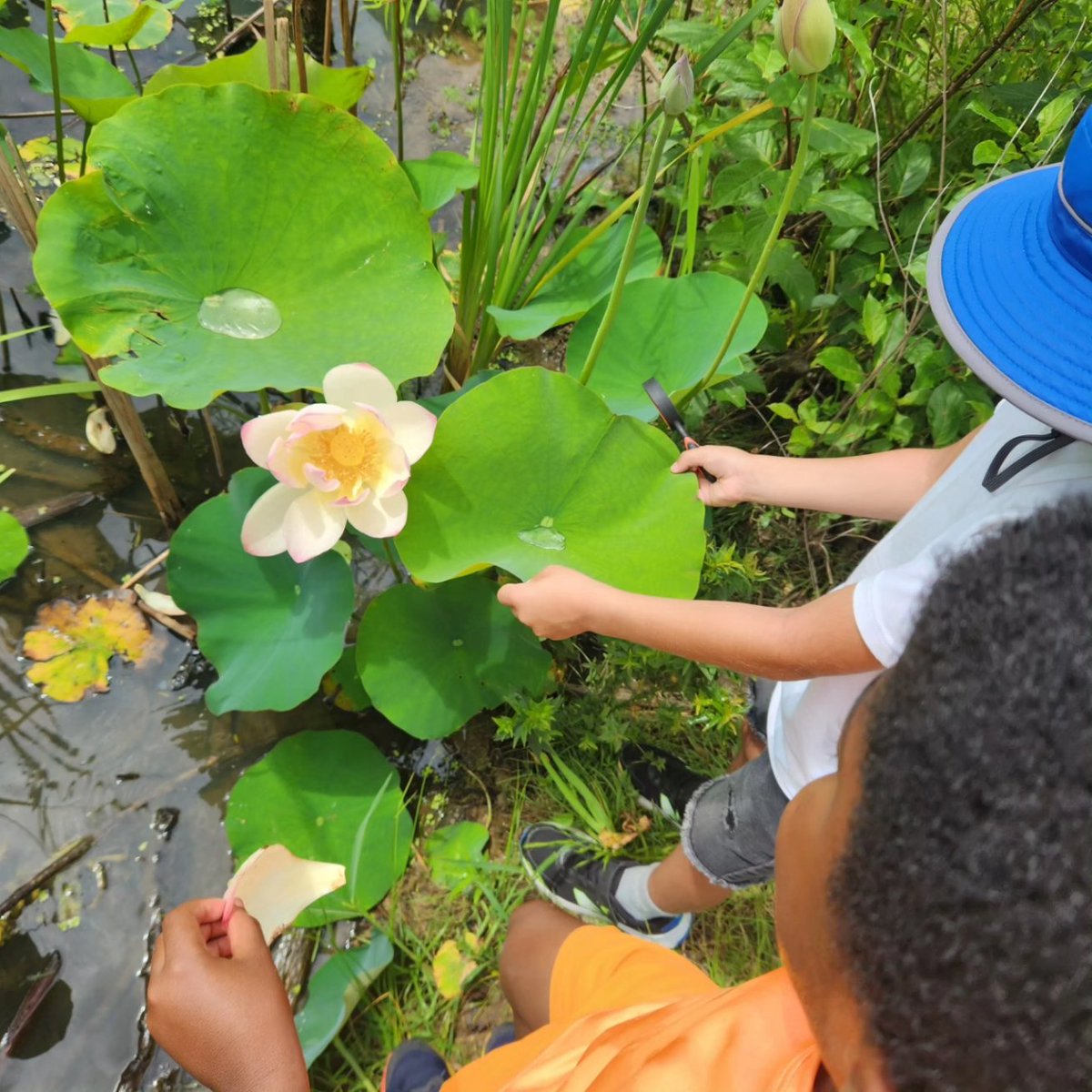 UrbanAdvSquad's tweet image. Check out the hydrophobic leaves of the lotus plant! Water beads up and pours right off. This helps the leaf stay clean and free of pathogens, and has inspired engineers to create waterproof fabric and non-stick pans. @KenAqGardens

#JuniorRangerAdventureSquad 
#CityAsAClassroom