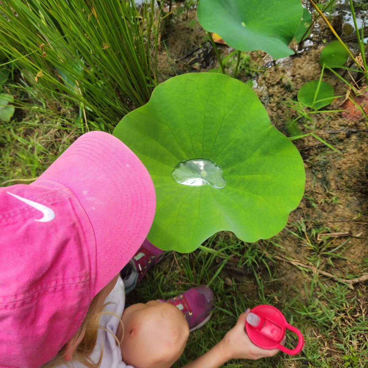 UrbanAdvSquad's tweet image. Check out the hydrophobic leaves of the lotus plant! Water beads up and pours right off. This helps the leaf stay clean and free of pathogens, and has inspired engineers to create waterproof fabric and non-stick pans. @KenAqGardens

#JuniorRangerAdventureSquad 
#CityAsAClassroom