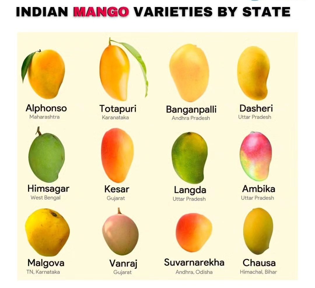 BORN4WIN's tweet image. Indian Mango 🥭 Varieties by States. 

#Mango #MangoVarieties #GS