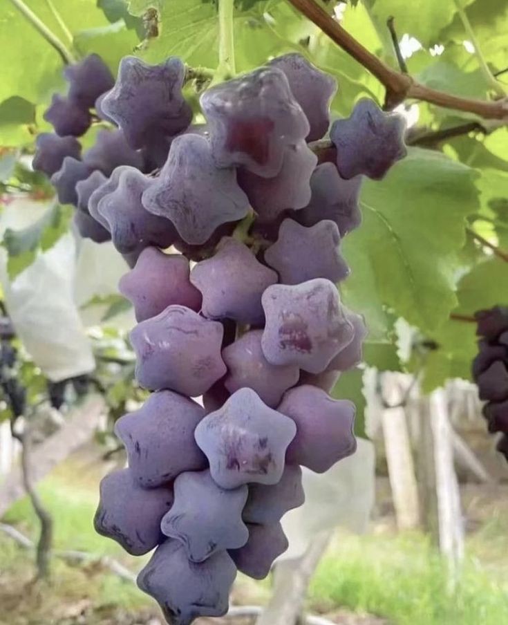 Pretty star shape grapes
#eatlocal #eatfresh #farmersmarket #homegrown