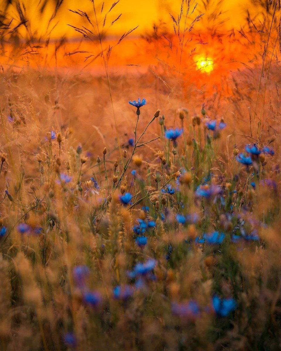 🧡
Good evening 

#nature #photography