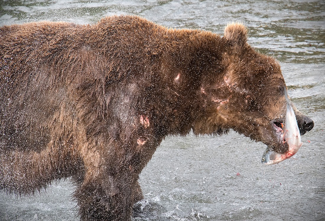 @Travel_Stamps Well, this was a pretty memorable wildlife moment for us. 😳

@KatmaiNPS #ParkChat