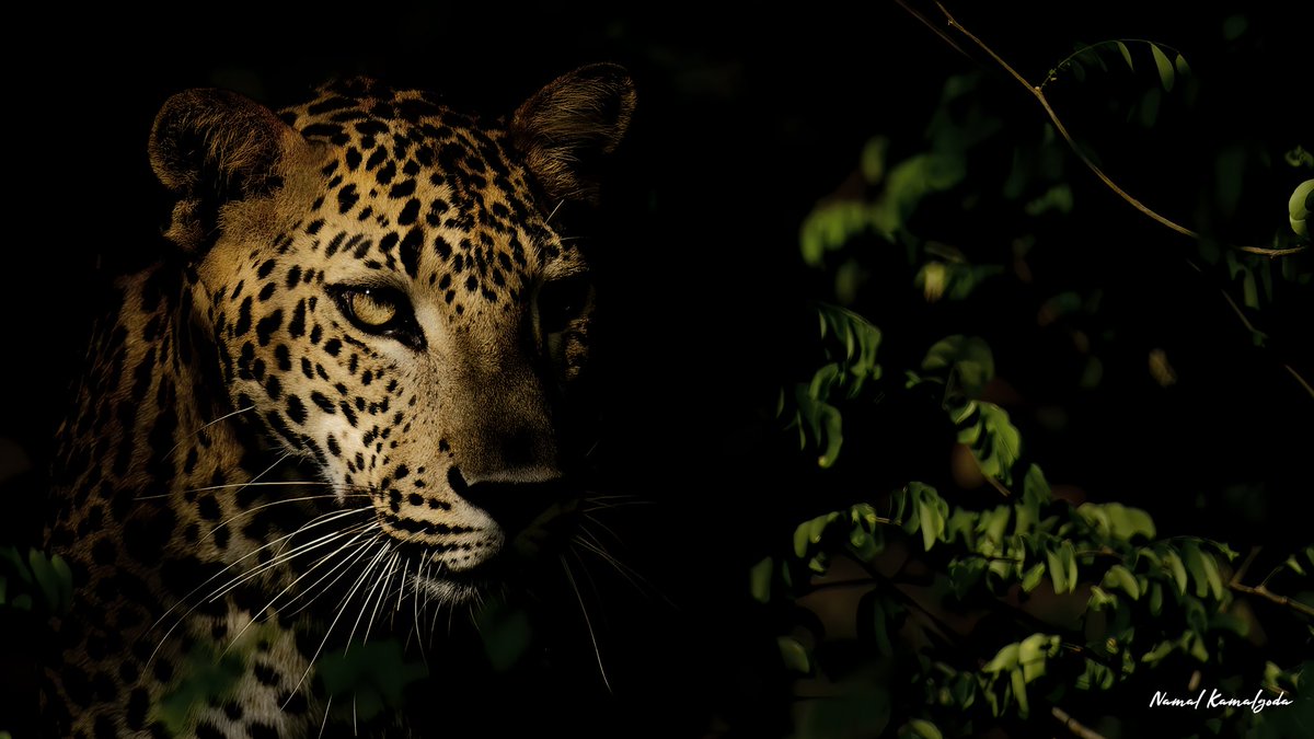 After an unsuccessful attemp to catch lunch a leopard emerges from the jungle and contemplates it's next move. 

#srilanka #travel #travelphotography #WildlifePhotography #canonwildlife #leopard #bigcat #safari #nature #wild #photography #animallife #planetearth #zero3images