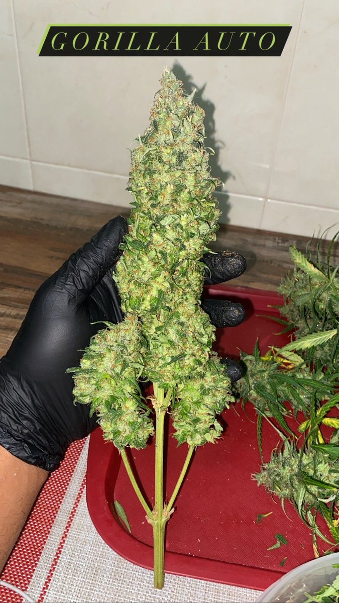 forte_mg's tweet photo. Finalizando mais um ciclo! Gorilla Auto da @rocket_seeds é uma Royal Kush Auto da @royalqueenseeds ! Vamos esperar secar pra ver o sabor dessas belezezas! https://t.co/tTTxFjG32G