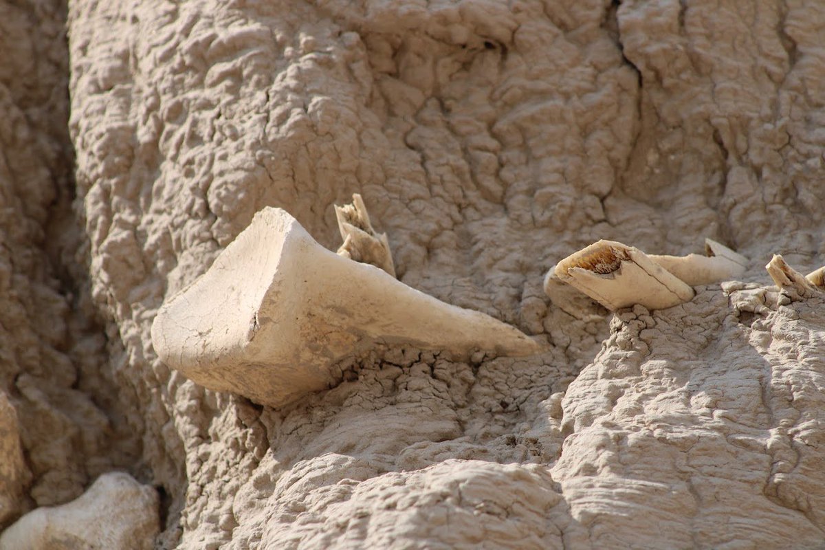 @Travel_Stamps A4 #ParkChat This is a tough one. I'm going with @BadlandsNPS again, where I came upon pre-Columbian bison bones embedded in a feature. I didn't see them at first, and when I did, I was in awe. I wasn't the first to see them, but I still reported them as I should.