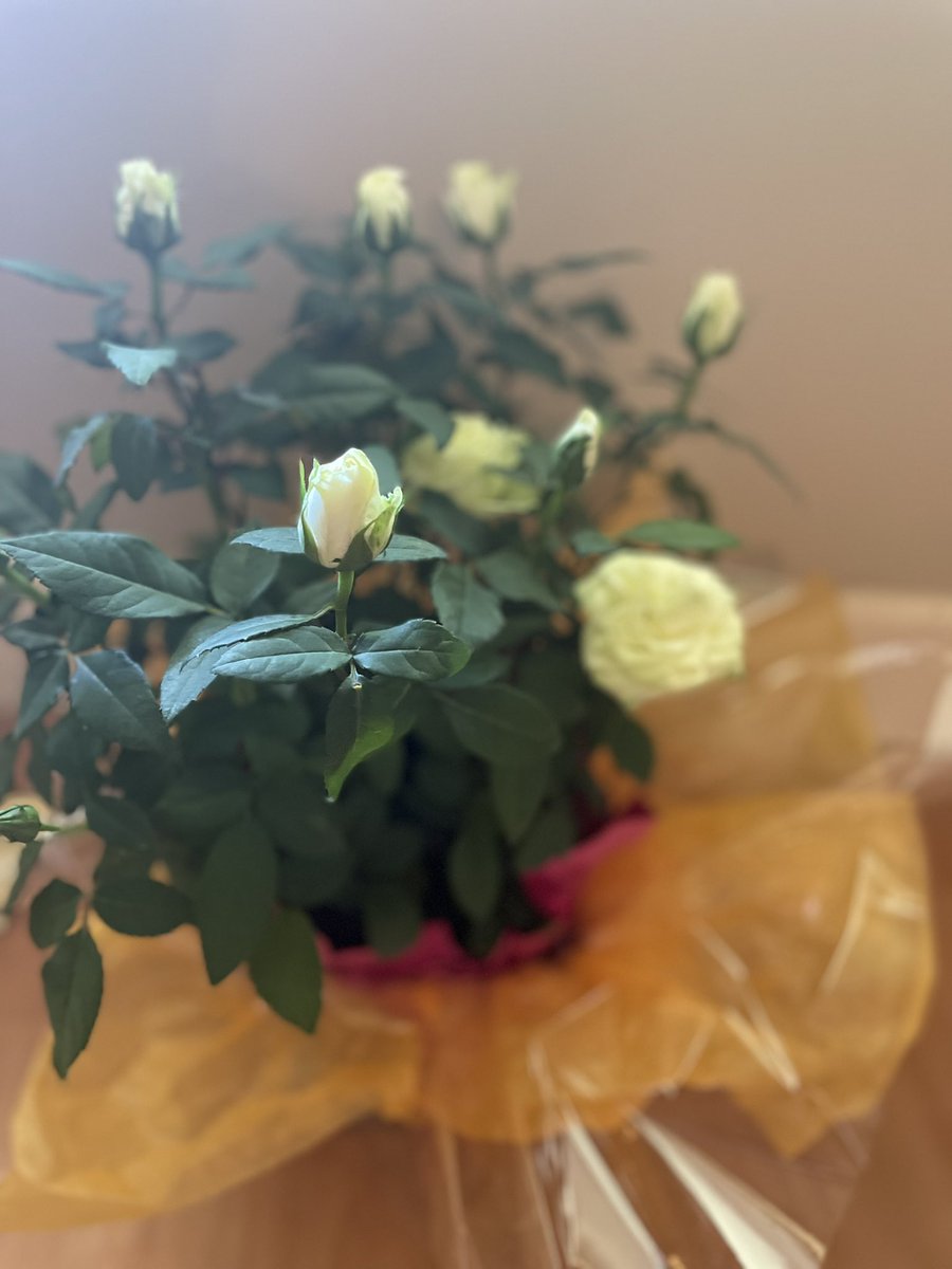 JPulvers's tweet photo. Thank you @ElementaryCedar for the lovely flowers. This school is such a special place and I’m grateful that I got to spend 3 years there building such meaningful connections 🥰 https://t.co/LdGQYSDXnL