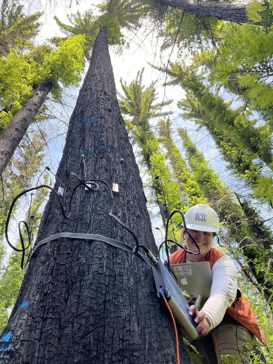 Summer field season is finally in effect. Glad to be back! #forestdisease #ecology #redwoods #WomenInSTEM #forestry #UCSC