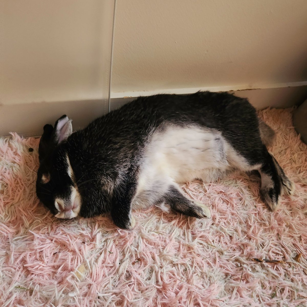 oracleofstl's tweet photo. #TweetsFromOzzy
Today I gave my #BunMum a heart attack for funsies. 

#rabbitrescue #rabbitlife #deadbunnyflop #bunnies https://t.co/n5oI3peOK0