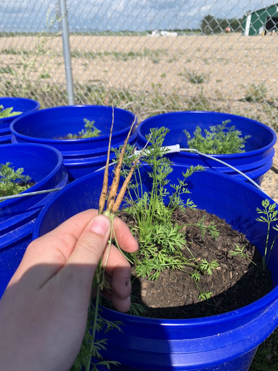 Thinned out the carrots in our garden trial today. Couldn't be more pleased with the advancements we're seeing in the inoculated treatment! I'll let you guess which is which ;) 
<a href="/HumaTerraRegen/">HumaTerra</a>