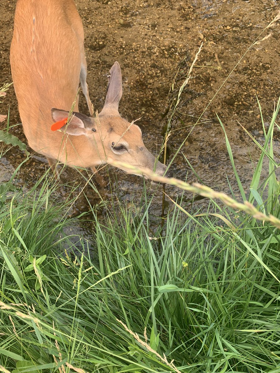 reformedace's tweet photo. A friend in our backyard. https://t.co/90FS866rEN