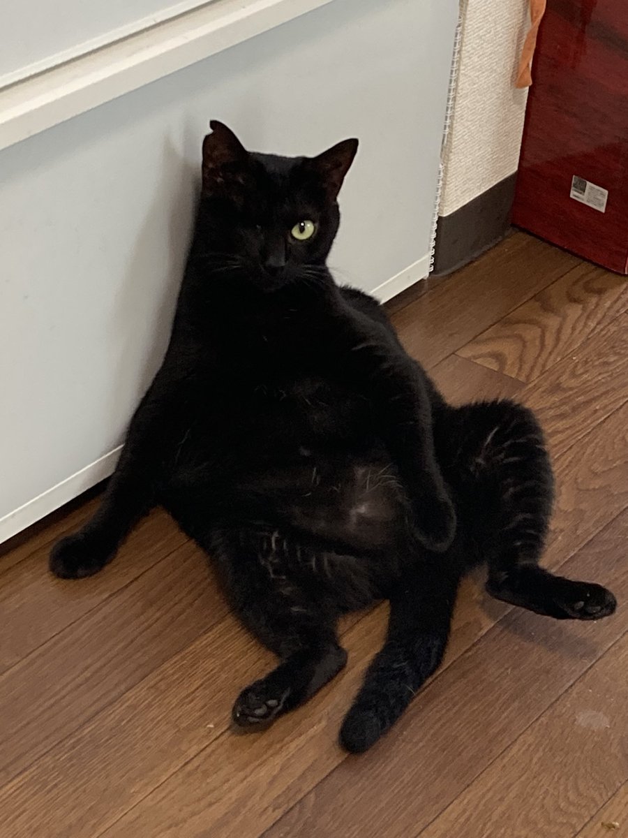 お久しぶりのおはねこ
おはにゃんこ🐈‍⬛✨️

夏になるとおっさんひなたがよく現れます
冷蔵庫ひんやりするのかしら？笑 https://t.co/sLyQxfO3Wo