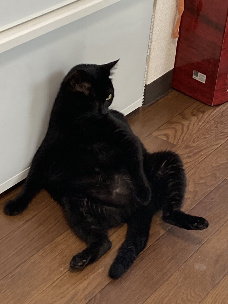 お久しぶりのおはねこ
おはにゃんこ🐈‍⬛✨️

夏になるとおっさんひなたがよく現れます
冷蔵庫ひんやりするのかしら？笑 https://t.co/sLyQxfO3Wo