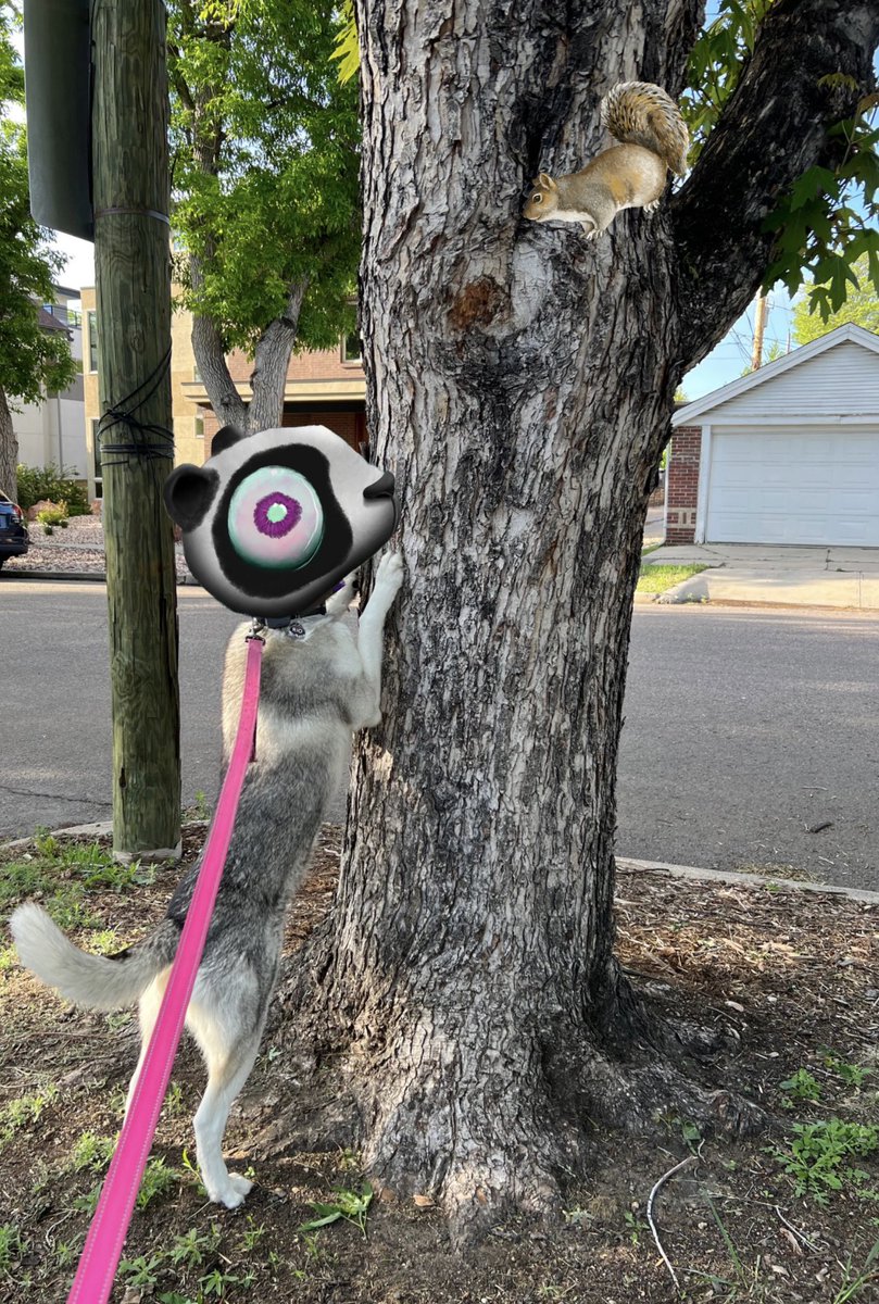 Week one. Reporting for duty 🫡 #bigwork

canipetyourdog.eth