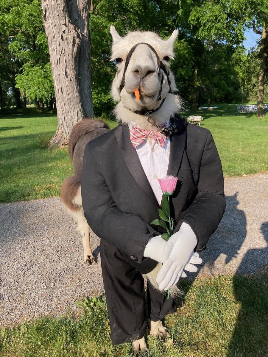 They had a damn llama in their wedding. 😫😂😂😂😂😂😂😂😂😂😂😂😂😂😂😂😂😂😂😂😂😂😂😂😂😂😂😂😂😂😂😂😂😂😂😂😂😂😂😂😂😂