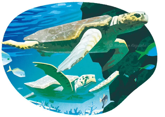 この前描いたウミガメです。名古屋港水族館で見たものです。