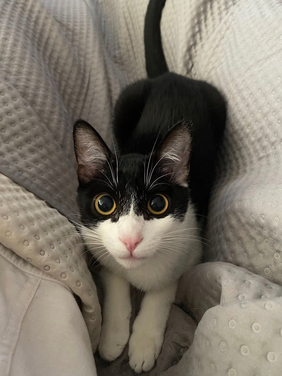 marianadurnf's tweet photo. Ya estoy desesperada y como recurso acudo a ustedes en Twitter: 
Abro hilo 🧵 

Mi gata Grecia de 7 meses (previo diagnóstico de Leucemia) está enferma y ya no sé qué más hacerle/darle. 

Hace dos meses le vi esta inflamación en la papada… https://t.co/hA97qZaP4c
