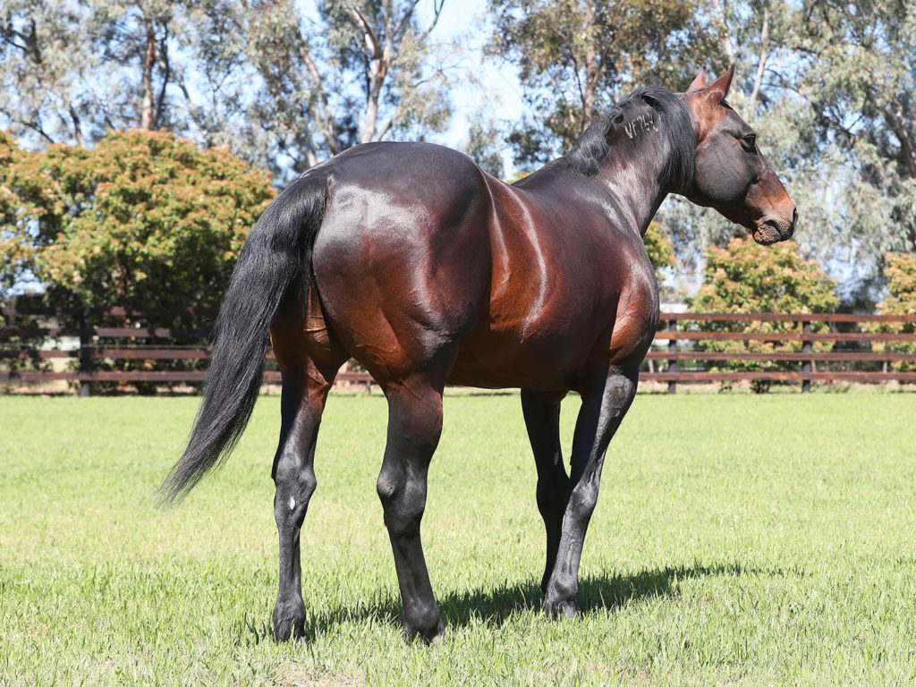 ASBAAust's tweet photo. Art Major is to stand his 19th season at Alabar this upcoming stud season, like a good wine he just gets better with age. Currently leading 2yo sire 16 winners have won 33- 2yo races at the halfway mark of the season.
@Alabarfarms @HRNSW_Harness @HarnessBreeders @BreedersVoice https://t.co/QjoFiyibrB