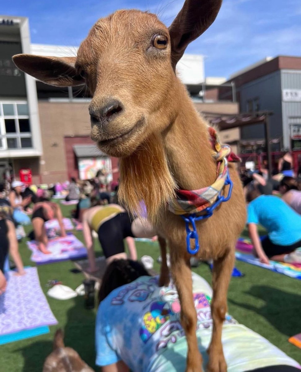 Goat Yoga on the Texas Lottery Plaza is back on Sunday, July 2nd from 9AM-10 AM. 🐐

Bring your yoga mat and prepare to be surrounded by Goat Yoga Dallas' adorable tribe of pet goats. 

🎟Secure your spot at eventbrite.com/e/goat-yoga-to…

#texaslotteryplaza