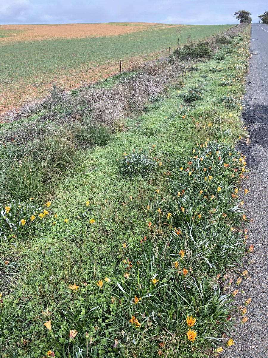 Chris Davey tweet media