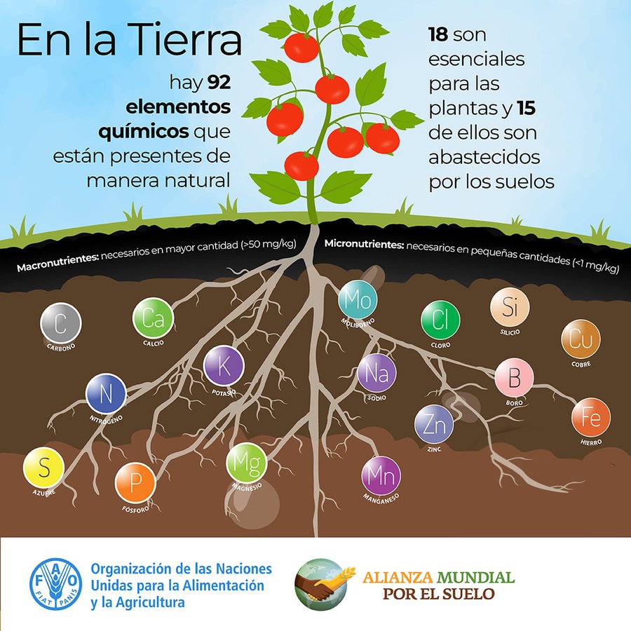 Sin suelos sanos no podemos producir #Alimentos nutritivos para lograr un mundo sin hambre.

¡Cuidarlos es cuidar nuestro futuro! 🌎

#Soils4Nutrition